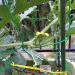 プランターで小玉すいか栽培【人工授精1回目】