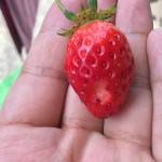 プランターで栽培中のいちご【5週間程度経過】