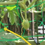 プランターで栽培中の小玉すいか【受粉後1週間経過】