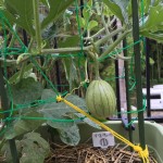 プランターで栽培中の小玉すいか【人工授粉10日目と7日目】