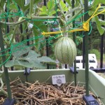 プランターで栽培中の小玉すいか【1回目の追肥】
