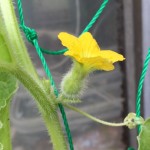 プランターで栽培中のミニメロン「ころたん」【人工授粉1回目】