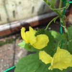 プランターでゴーヤ栽培【受粉させてみた】