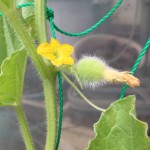 プランターで栽培中のミニメロン。念のため予備で受粉させておく。