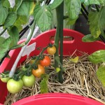 プランターで栽培中のミニトマト【8週間経過】