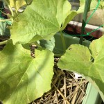 プランターで栽培中のころたん(ミニメロン)。葉が黄色くなり薄い茶色の染みの様なものが。