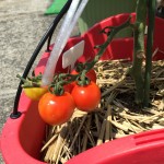 プランターで栽培中のミニトマト【2ヶ月と少し経過】