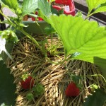 プランターで栽培中のイチゴ【50日経過】