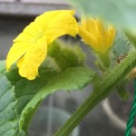 プランターで栽培中のころたん(ミニメロン)。3つめの受粉。追肥も。