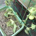 プランターで栽培中のころたん枯れる【ウリハムシの幼虫】