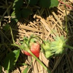 プランターで栽培中のいちご【追肥】