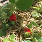 プランターで栽培中のイチゴ。少しずつ収穫。