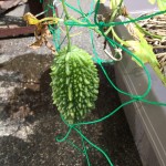 プランターで栽培中のゴーヤ。受粉させて1ヶ月程度経過。追肥と摘心も。