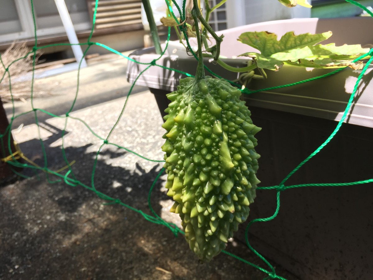 家庭菜園はじめました Blog Archive プランターで栽培中のゴーヤの初収穫 沖縄願寿ゴーヤ