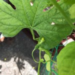 プランターで栽培中のゴーヤが本気をだしてきた。あとイチゴに追肥。