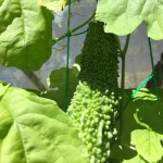 プランターで栽培中のゴーヤ。全体的にしおれ気味。