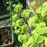 プランターで栽培中のゴーヤ。土を足して追肥も。