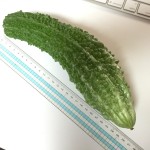 プランターで栽培中のゴーヤ【3ヶ月経過】追肥。