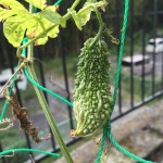 プランターで栽培中のゴーヤ（願寿ゴーヤ）【3ヶ月半経過】