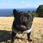 小室山にアスレチック広場が誕生【2016年3月18日オープン】