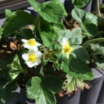 プランターで紅ほっぺ栽培