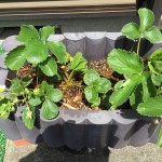 プランターで紅ほっぺ栽培