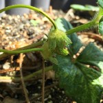 プランターで紅ほっぺ栽培【追肥】