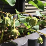 プランターで栽培中の紅ほっぺ