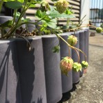 プランターで栽培中の紅ほっぺが色づき始める