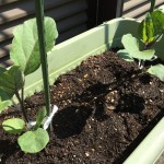 プランターで栽培中のゴーヤとナス【4日経過】