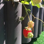 プランターでイチゴ栽培【紅ほっぺ】