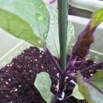 プランターで栽培中のゴーヤとナス【10日経過】