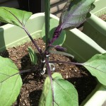 プランターで栽培中のナスとゴーヤ【2週間経過】