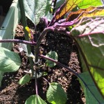 プランターで栽培中のナスとゴーヤ【半月経過】