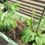 プランターで栽培中のゴーヤ【ネット設置完了】