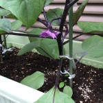 プランターで栽培中のナス【3本仕立ての準備】