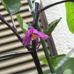 プランターでナス栽培【第一花】