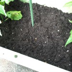 プランターで栽培中のゴーヤ【土の表面にカビ】