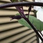 プランターでナス栽培【つぼみからつぼみが生えとる】