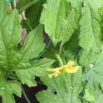 プランターで栽培中のゴーヤ【1ヶ月経過】