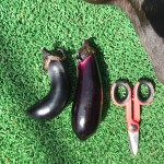 プランターで栽培中のナス【収穫とハダニ】