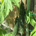 プランターで栽培中のナスとゴーヤ【2ヶ月経過】