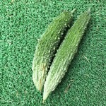 プランターで栽培中のゴーヤ【初収穫】