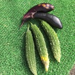 プランターで栽培中のナスとゴーヤ【プチ収穫祭＆ゴーヤに追肥】