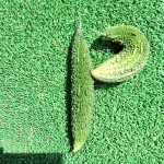 プランターで栽培中のゴーヤとナス【追肥】